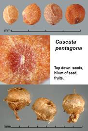   Fruit, seeds:   Cuscuta pentagona ; Photo by J. Scher, Federal Noxious Weed Disseminules of the US
